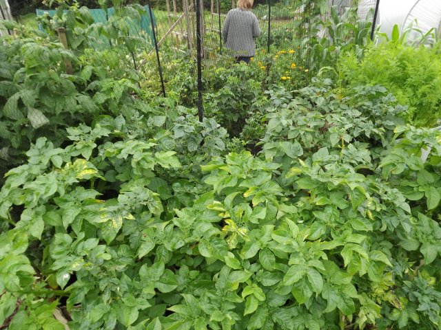 BarrowfordBestKeptGardens2019_113_25pc