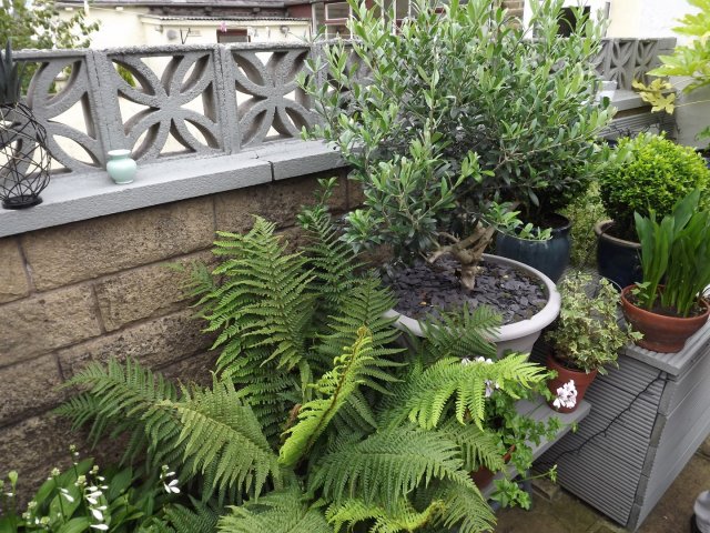 BarrowfordBestKeptGardens2019_141_25pc