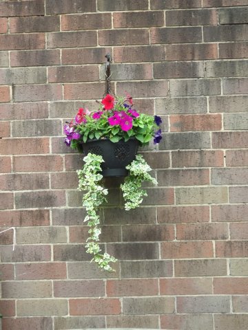 BarrowfordBestKeptGardens2019_153_25pc