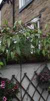 BarrowfordBestKeptGardens2019_195_25pc