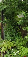 BarrowfordBestKeptGardens2019_281_25pc