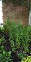 BarrowfordBestKeptGardens2019_318_25pc