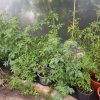 BarrowfordBestKeptGardens2019_099_25pc